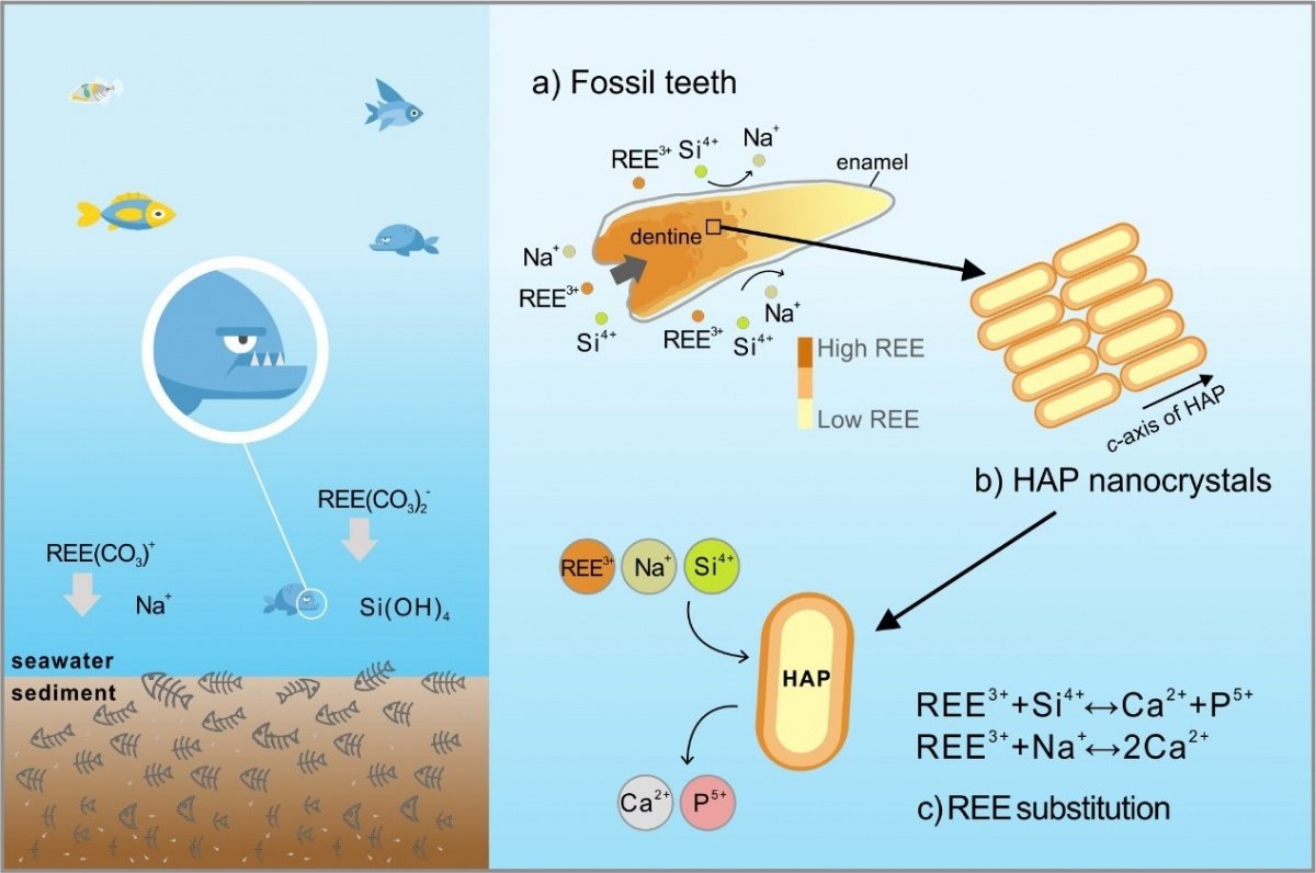 图4. 生物质磷灰石的稀土富集机制模式图